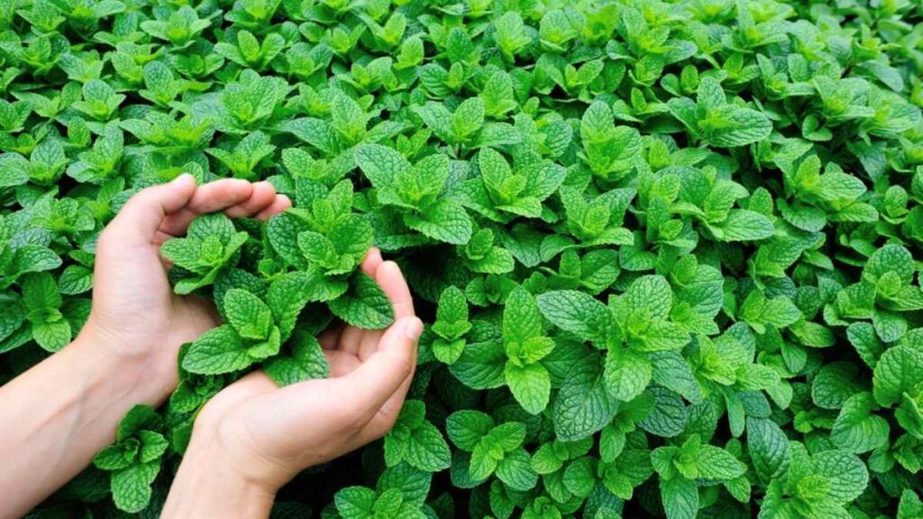 Plantation de menthe.