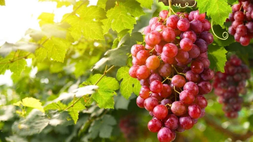 Grappe de raisin